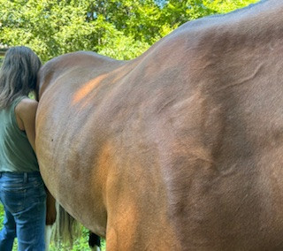 horse 3