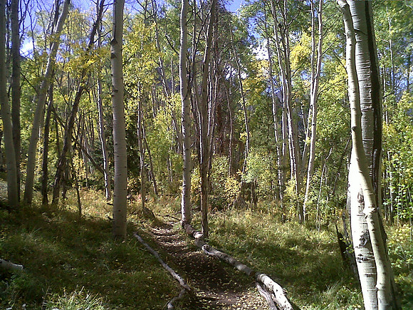 tree path