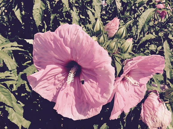 hibiscus