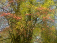 spring dogwood