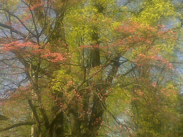 spring dogwood