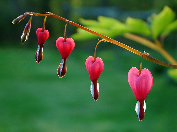 Bleeding Hearts  copyright Kevin Council. All rights reserved