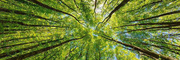 AdobeStock_219848647