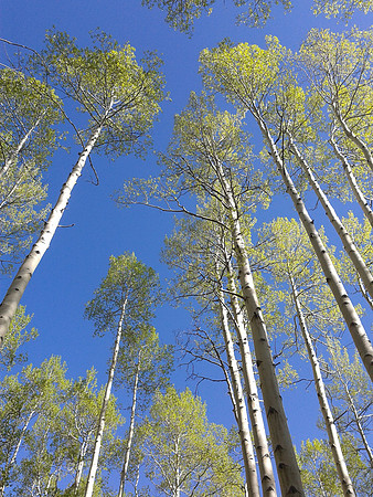 aspen sky