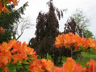 azalea