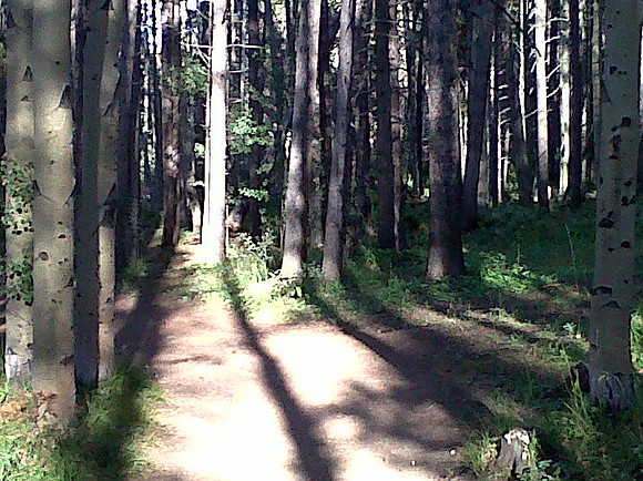 tree shadow