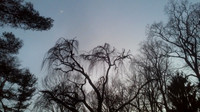 winter trees