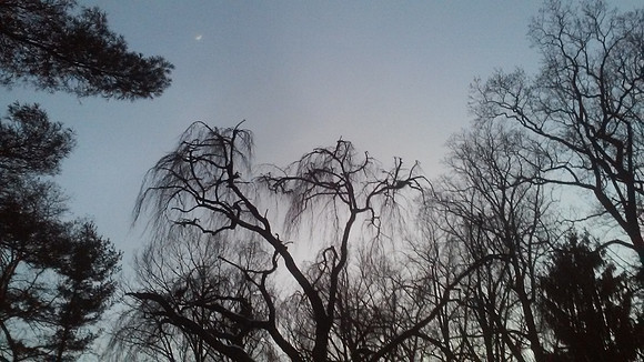 winter trees
