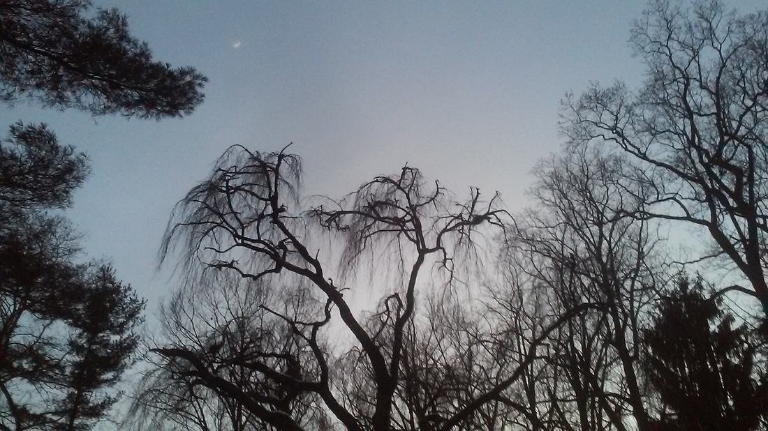 winter trees