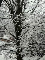 snowy day