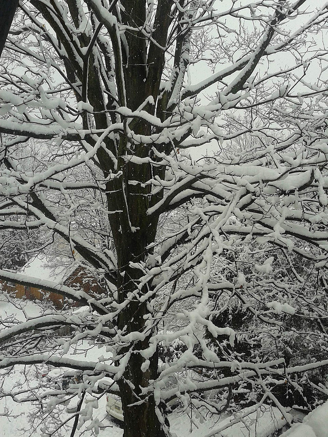 snowy day